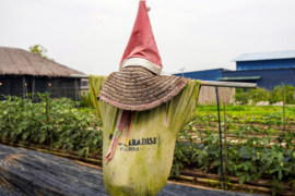Bug's Paradise Farm: A Natural Haven in Puchong!