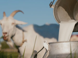 goat milk vs cow milk